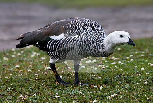 Magelhaengans; Upland Goose stock-image by Agami/Marc Guyt,
