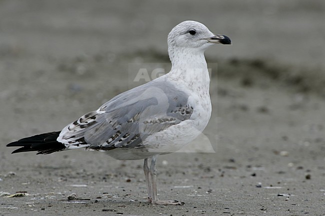 Yellow-legged Gull; Geelpootmeeuw stock-image by Agami/Daniele Occhiato,