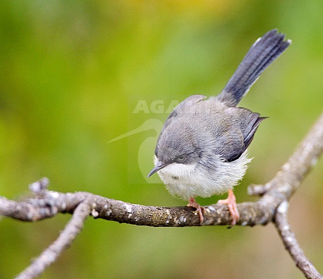 Bar-throated Apalis (Apalis thoracica) perched on a twig along the southern coast of South Africa in a urban garden. stock-image by Agami/Marc Guyt,