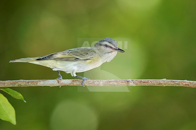 Adult Black-whiskered Vireo, Vireo altiloquus barbatulus) perched on a branch in Monroe Country, Florida, United States. stock-image by Agami/Brian E Small,
