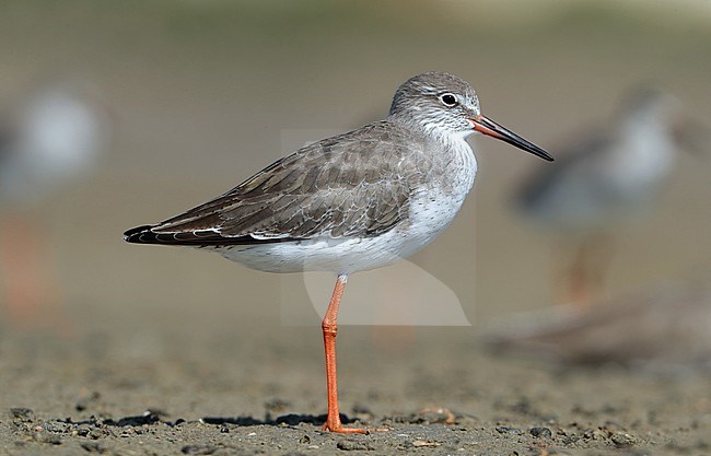 Central Asian Common Redshank (Tringa totanus ussuriensis) at Sur in Oman. stock-image by Agami/Aurélien Audevard,