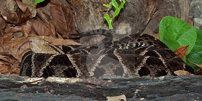 Lanspuntslang, Fer-de-Lance stock-image by Agami/Alex Vargas,