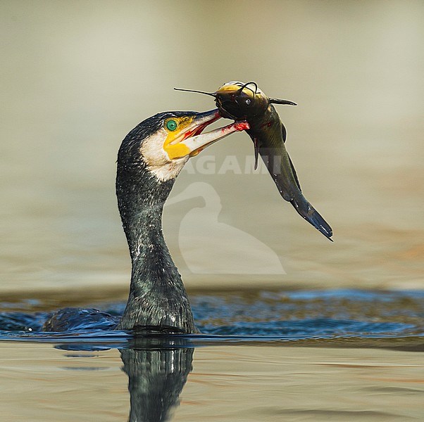 Great Cormorant (Phalacrocorax carbo) fishing with a big fish in its beak stock-image by Agami/Alain Ghignone,