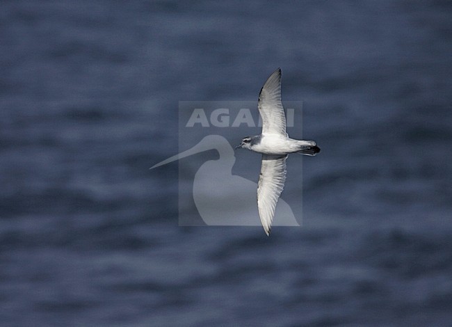Antarctic Prion flying over the sea; Antarctische Prion, Pachyptila desolata vliegend boven zee stock-image by Agami/Marc Guyt,