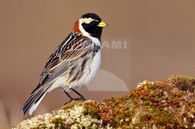 Adult male breeding
Seward Peninsula, AK
June 2009 stock-image by Agami/Brian E Small,