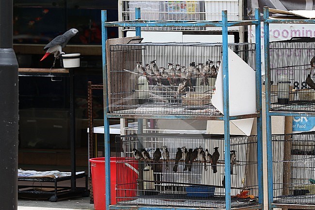 Pet bird shops full with illegal caught birds in Singapore. stock-image by Agami/James Eaton,