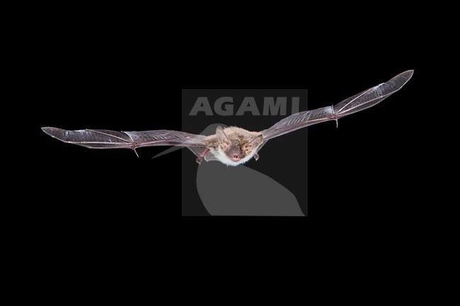 Bechsteins Vleermuis in de vlucht; Bechstein\'s Bat in flight stock-image by Agami/Theo Douma,