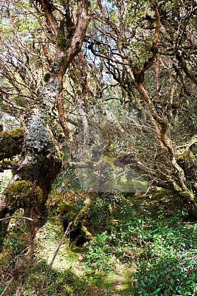 Polylepis woodland Papallacta Pass Ecuador stock-image by Agami/Marc Guyt,