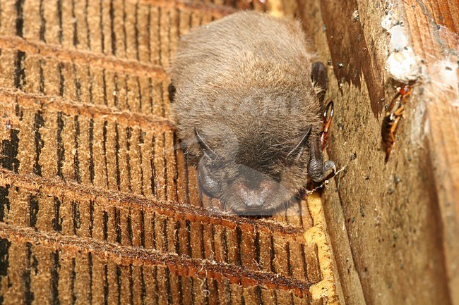 Ruige dwergvleermuis hangend;Nathusius Pipistrelle hanging stock-image by Agami/Theo Douma,
