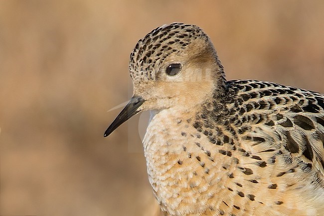 Adult Buff-breasted Sandpiper (Calidris subruficollis) on the arctic tundra near Barrow in northern Alaska, United States. stock-image by Agami/Dubi Shapiro,