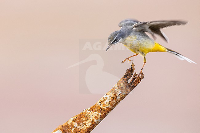  stock-image by Agami/Menno van Duijn,