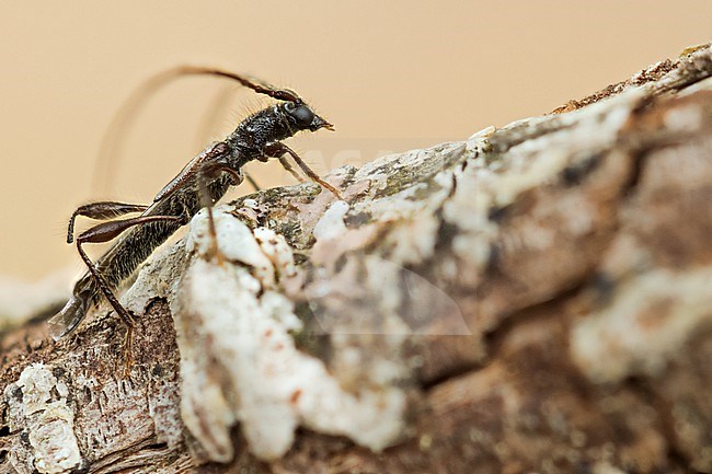 Molorchus umbellatarum - Dolden-Kurzdeckenbock, Germany (Baden-Württemberg), imago stock-image by Agami/Ralph Martin,