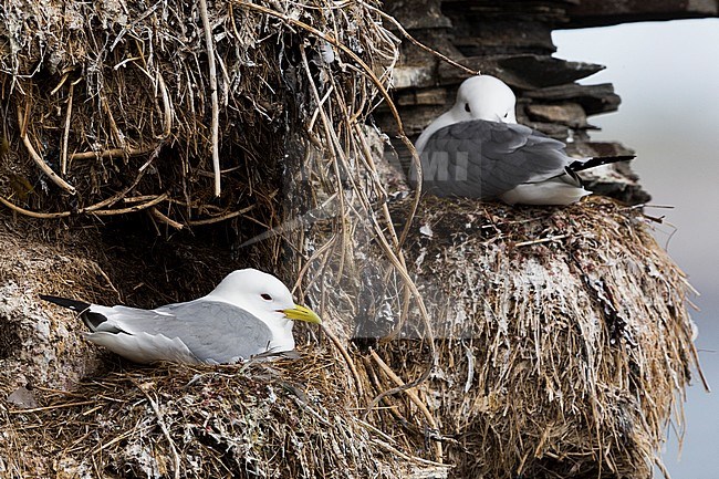 Black-legged Kittiwake (Rissa tridactyla), adults sitting on the nest stock-image by Agami/Saverio Gatto,