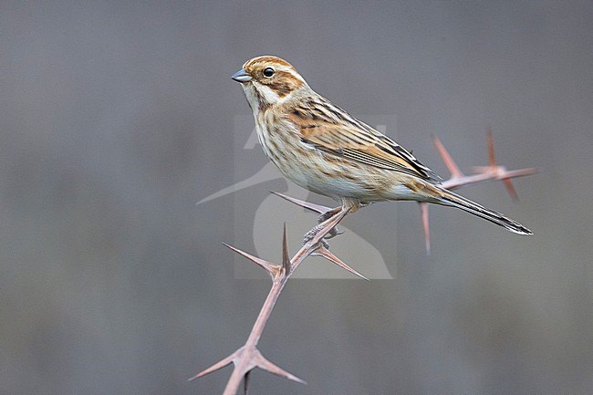 Wintering Common reed bunting (Emberiza schoeniclus) in Italy. stock-image by Agami/Daniele Occhiato,