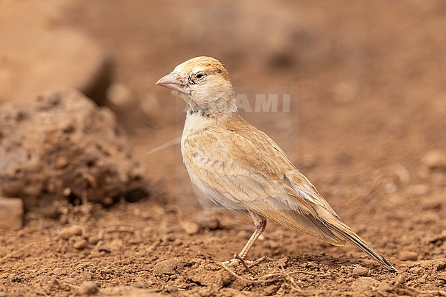 Immature Black-crowned Sparrow-Lark, Eremopterix nigriceps, on Cape verde island. stock-image by Agami/Yann Muzika,