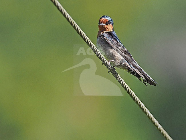 Hill Swallow, Hirundo domicola, in India. Perched on electricity wire. stock-image by Agami/James Eaton,