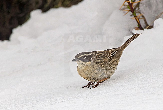 Radde's accentor, Prunella ocularis, in Turkey. stock-image by Agami/Pete Morris,