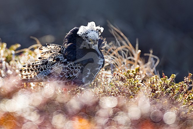 Adult male Ruff (Philomachus pugnax) in Norway. stock-image by Agami/Daniele Occhiato,