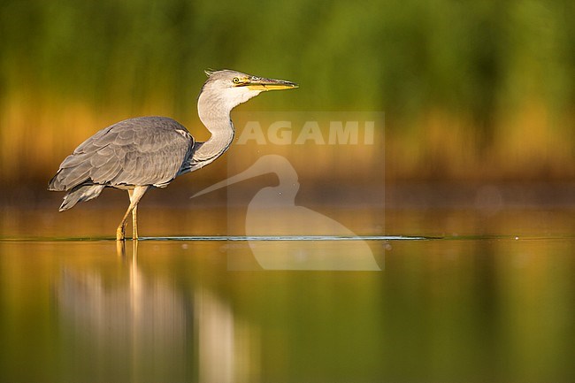 Grey Heron (Ardea cinerea) foraging in water stock-image by Agami/Ralph Martin,