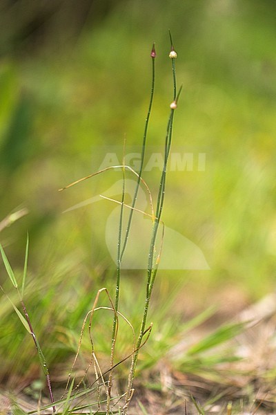 Wild Onion stock-image by Agami/Wil Leurs,