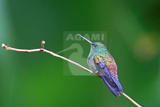 Koperrugamazilia zittend op tak Tobago, Copper-rumped Hummingbird perched on branch Tobago stock-image by Agami/Wil Leurs,