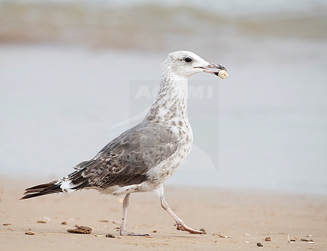 First-summer (second-year) Lesser Black-backed Gull (Larus fuscus) walking on the beach in the Ebro delta in Spain. Carrying food. stock-image by Agami/Marc Guyt,