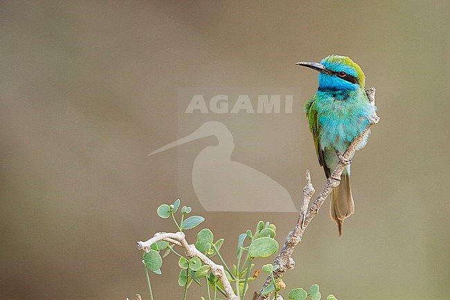 Arabian (Little) Green Bee-eater - Smaragdspint - Merops cyanophrys ssp. muscatensis, Oman, adult stock-image by Agami/Ralph Martin,