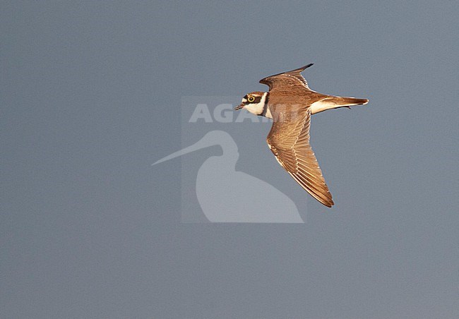 Adult Little Ringed Plover (Charadrius dubius) in display flight near Leiden, Netherlands. stock-image by Agami/Marc Guyt,