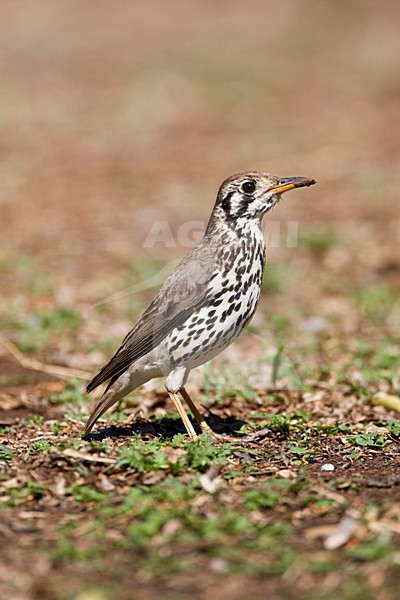 Groundscraper Thrush, Turdus litsitsirupa, in South Africa. Standing on the ground. stock-image by Agami/Marc Guyt,