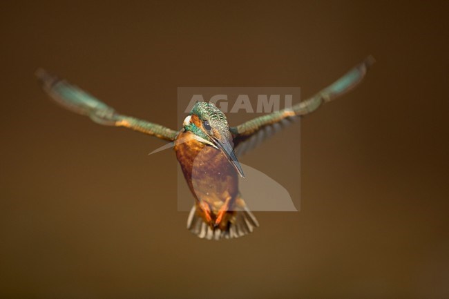 Biddende IJsvogel; Common Kingfisher hovering for fish stock-image by Agami/Danny Green,