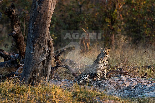 A leopard, Panthera pardus, resting near a dead tree. Okavango Delta, Botswana. stock-image by Agami/Sergio Pitamitz,