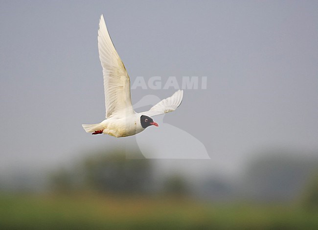 Zwartkopmeeuw volwassen vliegend; Mediterranean Gull adult flying stock-image by Agami/Markus Varesvuo,