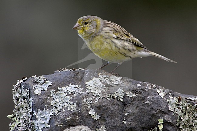Atlantic Canary male perched on rock; Kanarie man zittend op rots stock-image by Agami/Daniele Occhiato,