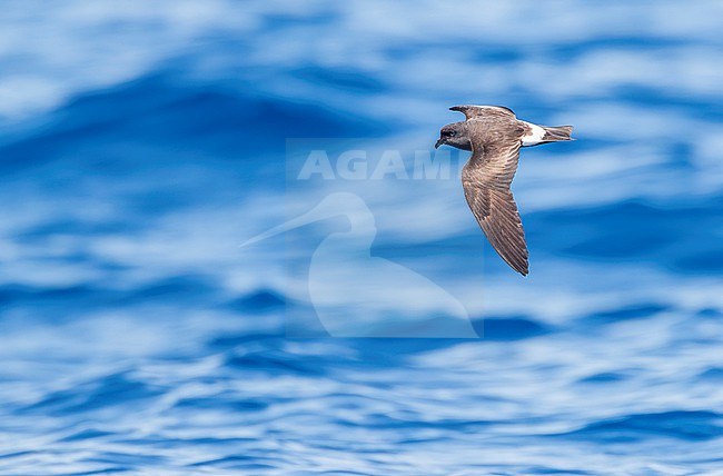 Monteiro's Storm Petrel, Oceanodroma monteiroi, in flight off the island Graciosa  in the Azores, Portugal, in late August.  Also known as Hydrobates monteiroi. stock-image by Agami/Marc Guyt,