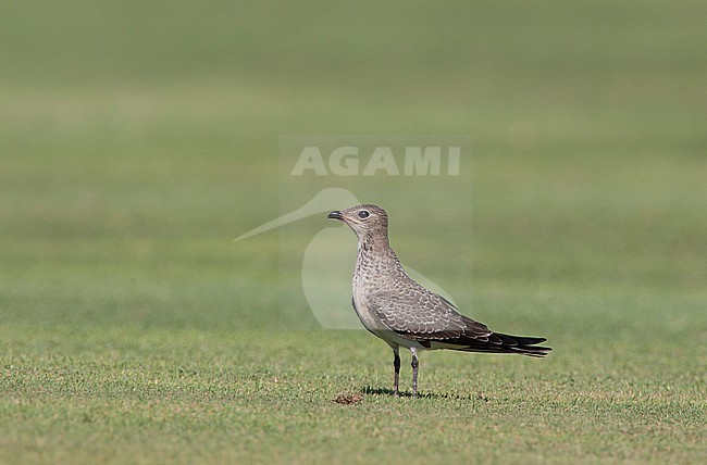 Juvenile Collared Pratincole (Glareola pratincola) resting on El Gouna golf course stock-image by Agami/Edwin Winkel,