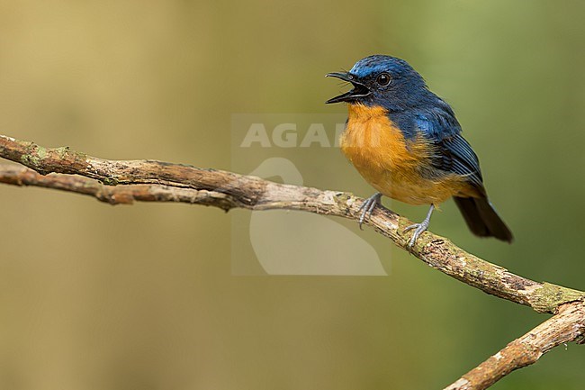 Dayak blue flycatcher (Cyornis montanus) Perched on a branch in Borneo stock-image by Agami/Dubi Shapiro,