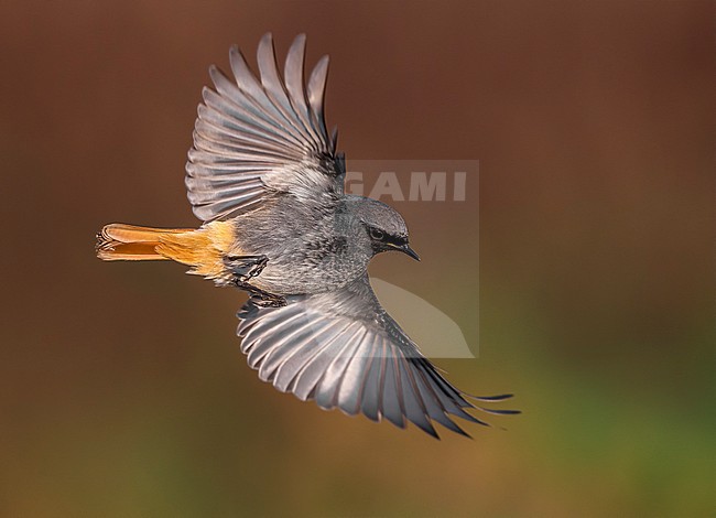 Mannetje Zwarte Roodstaart in vlucht, Male Black Redstart in flight stock-image by Agami/Daniele Occhiato,
