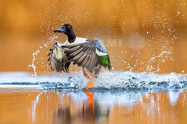 Male Northern Shoveler (Spatula clypeata) in Italy. stock-image by Agami/Daniele Occhiato,