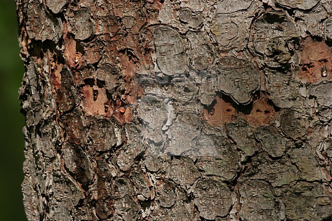 Drieteenspecht, Three-toed Woodpecker, Picoides tridactylus stock-image by Agami/Menno van Duijn,