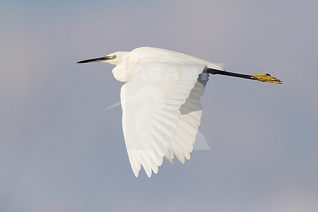 Little Egret (Egretta garzetta), side view of an adult in flight, Campania, Italy stock-image by Agami/Saverio Gatto,