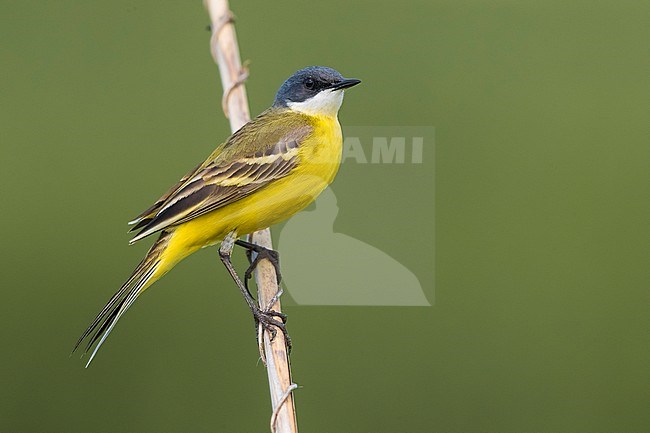 Adult male Ashy-headed Wagtail (Motacilla flava cinereocapilla) perched on a twig in Italy. stock-image by Agami/Daniele Occhiato,