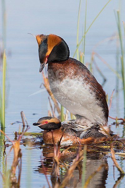 Horned Grebe (Podiceps auritus), pair mating on the nest stock-image by Agami/Saverio Gatto,