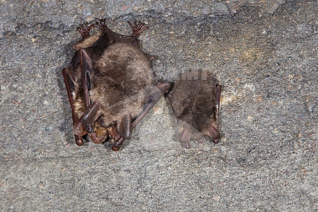 Vale vleermuizen in winterslaap, Greater Mouse Eared Bats in hibernation stock-image by Agami/Theo Douma,