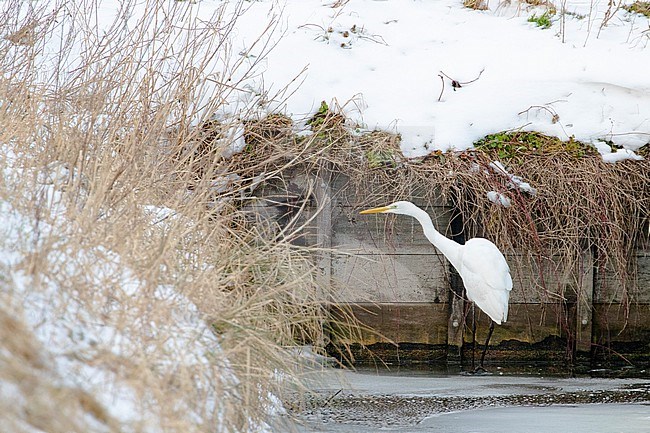 Great White Egret (Ardea alba) trying to survive by foraging in a small ditch in the Netherlands during a cold period in winter. stock-image by Agami/Arnold Meijer,