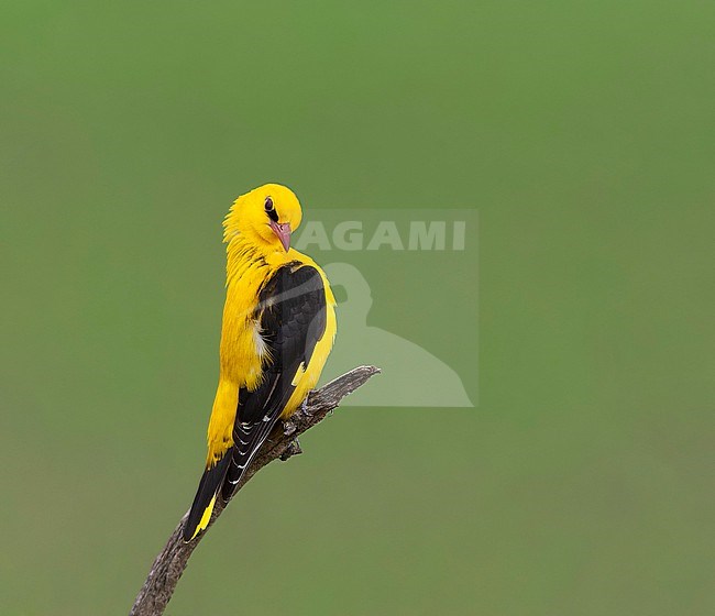 Male European Golden Oriole, Oriolus oriolus, in Europe. stock-image by Agami/Marc Guyt,