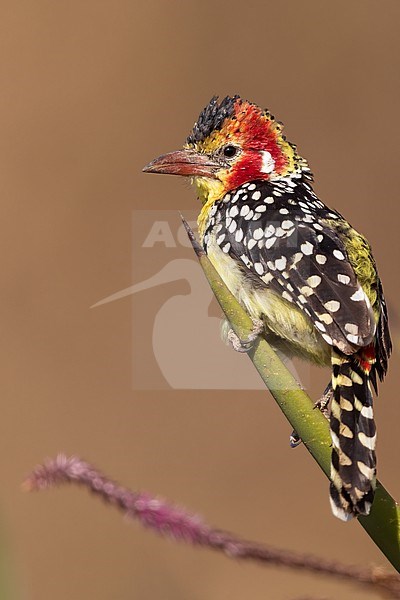 Red-and-yellow (Barbet Trachyphonus erythrocephalus) perched on a branch in Tanzania. stock-image by Agami/Dubi Shapiro,