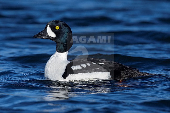 Barrow's Goldeneye (Bucephala islandica), side view of an adult male swimming in the water, Northeastern Region, Iceland stock-image by Agami/Saverio Gatto,