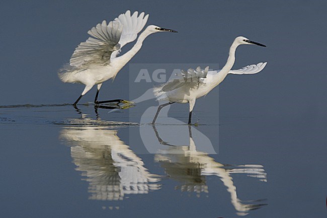 Little Egret foraging; Kleine Zilverreiger foeragerend stock-image by Agami/Daniele Occhiato,