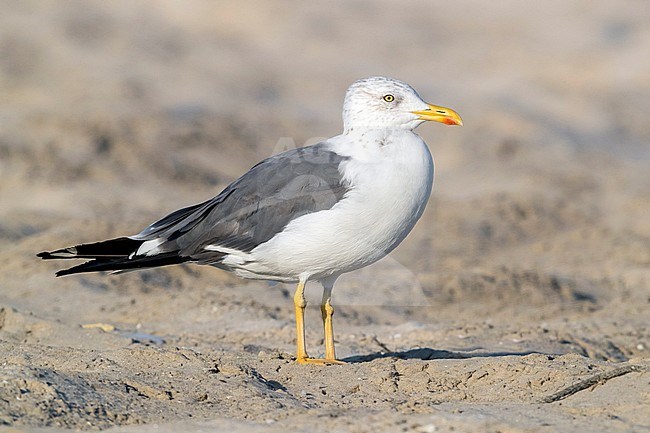 Heuglin's Gull (Larus heuglini), side view of an adult in winer plumage standing on the sand, Dhofar, Oman stock-image by Agami/Saverio Gatto,
