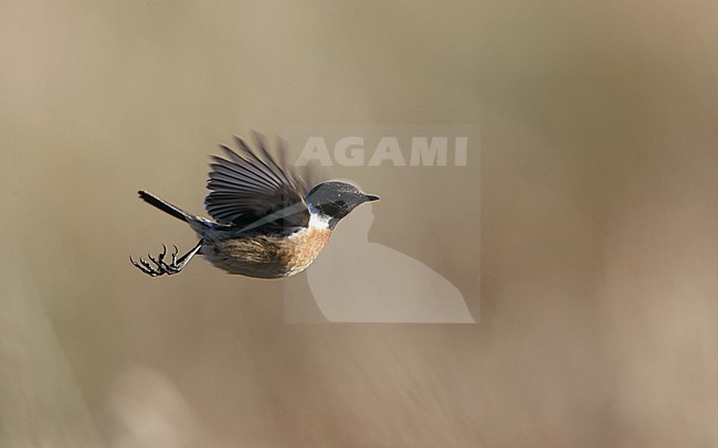 European Stonechat, Saxicola rubicola, adult male in flight at Nivå, Denmark stock-image by Agami/Helge Sorensen,